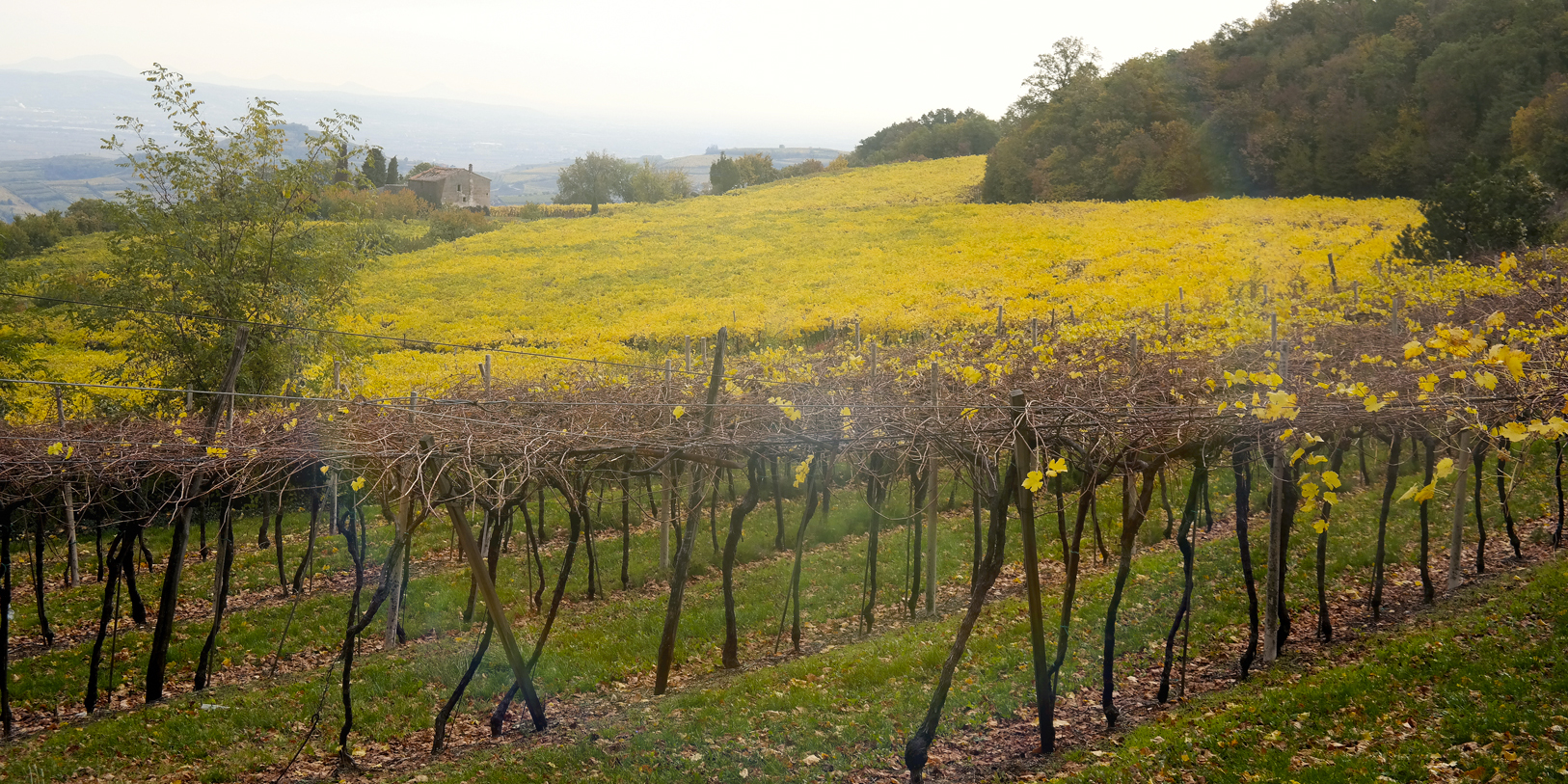 Vino Rosso Amarone della Valpolicella D.O.C.G